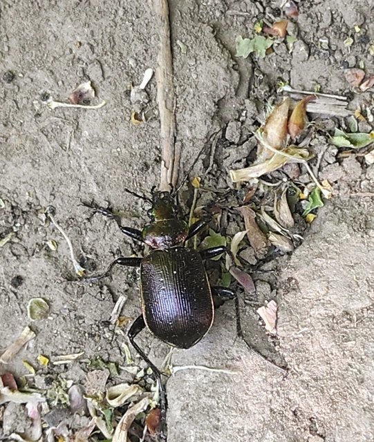 Calosoma inquisitor - kis bábrabló