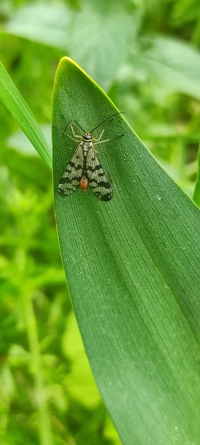 Panorpa vulgaris