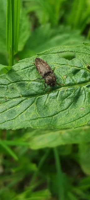 Agrypnus murinus - egérszínű pikkelyespattanó