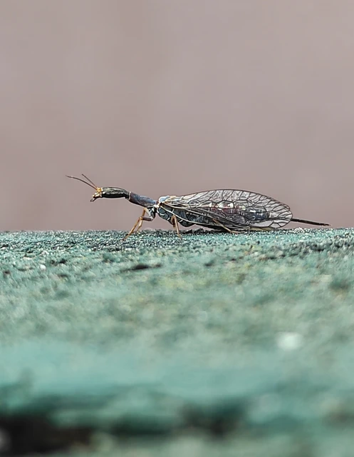 Raphidioptera - Tevenyakú-fátyolkák
