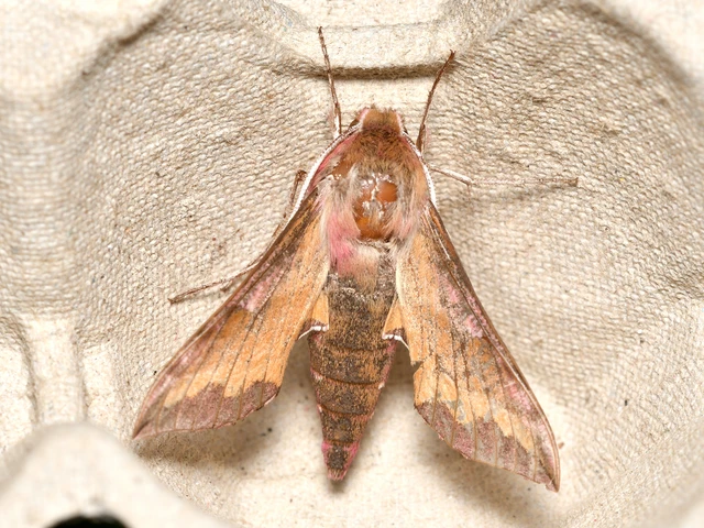 Deilephila porcellus - piros szender