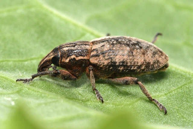 Pseudocleonus cinereus - hamvas barkó