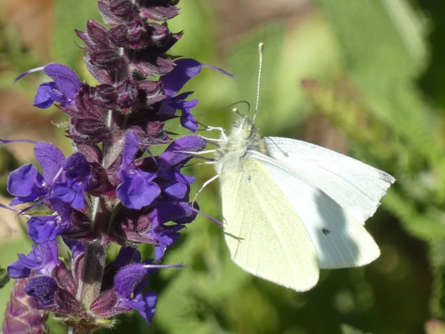 Pieris rapae - répalepke