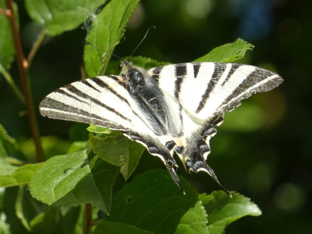 Iphiclides podalirius - kardoslepke