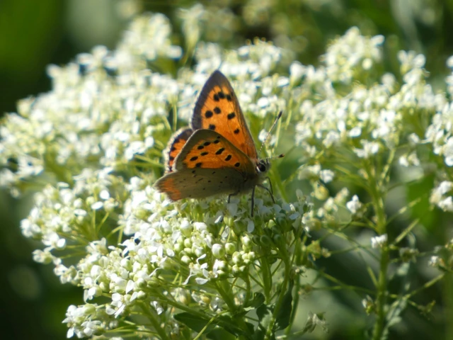 Lycaena phlaeas - közönséges tűzlepke