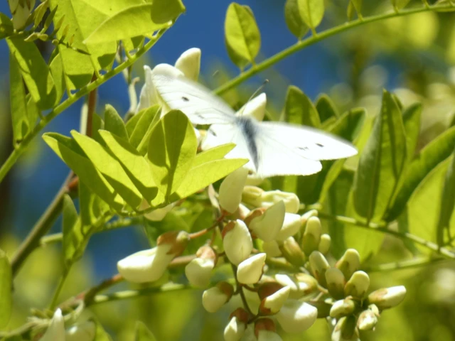 Pieris rapae - répalepke