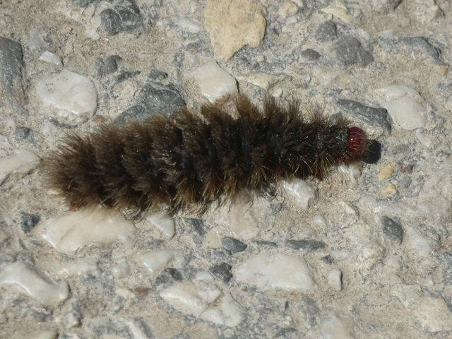 Amata phegea - fehérpettyes álcsüngőlepke