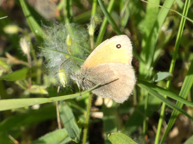 Coenonympha pamphilus - kis szénalepke