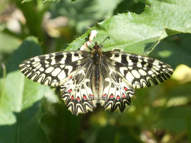 Zerynthia polyxena - farkasalmalepke