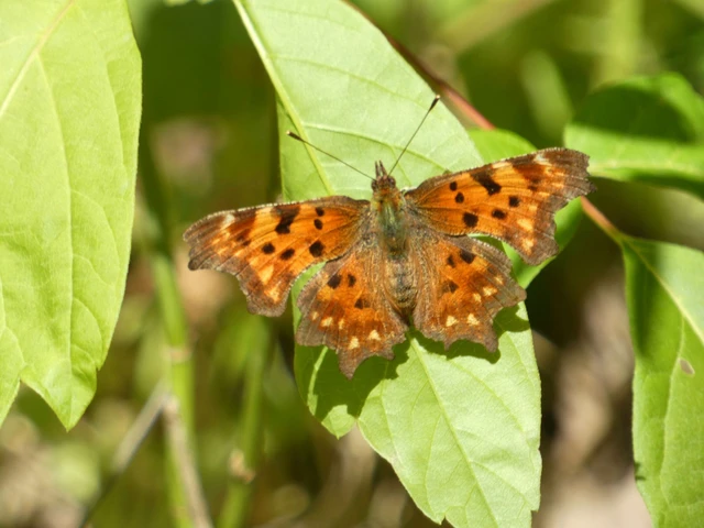 Nymphalis c-album - C-betűs lepke