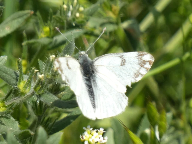 Pontia edusa - rezedalepke