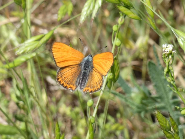 Lycaena thersamon - kis tűzlepke