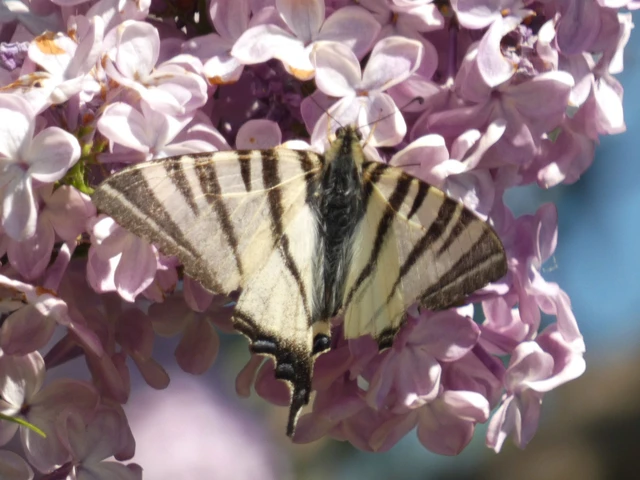 Iphiclides podalirius - kardoslepke