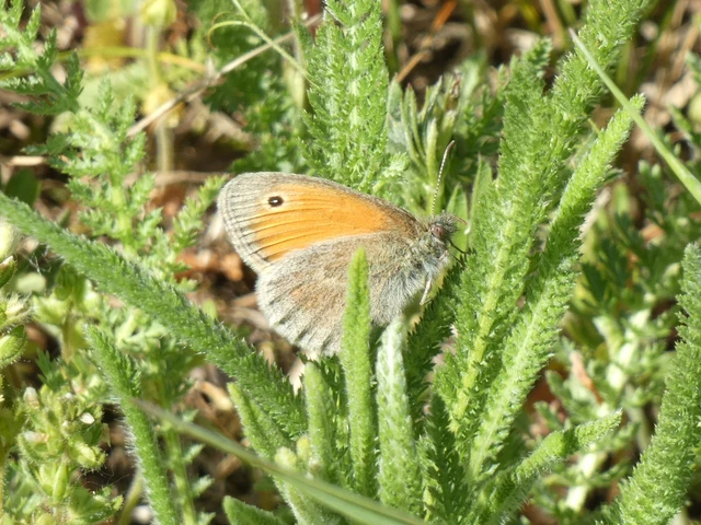 Coenonympha pamphilus - kis szénalepke
