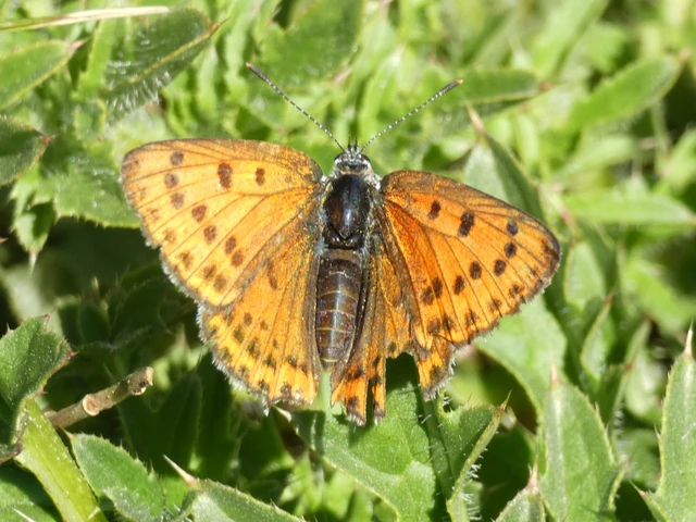 Lycaena thersamon - kis tűzlepke