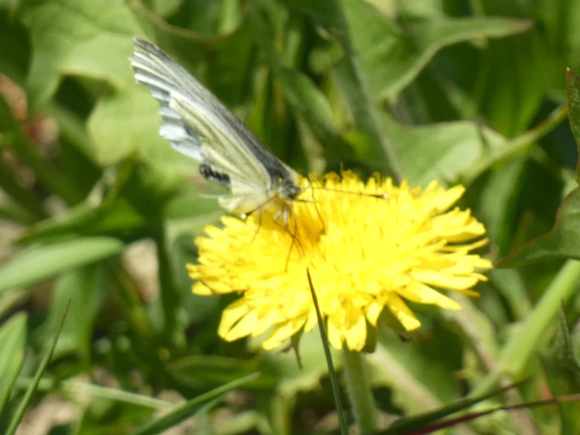Pieris napi - repcelepke