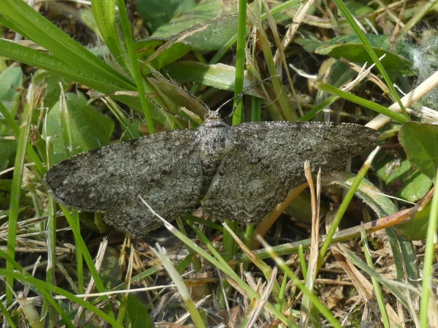 Hypomecis punctinalis - pettyes faaraszoló