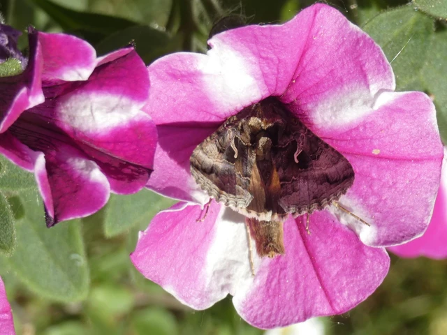 Autographa gamma - gammalepke