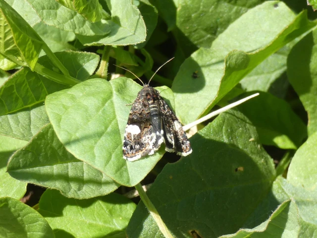 Tyta luctuosa - fekete nappalibagoly