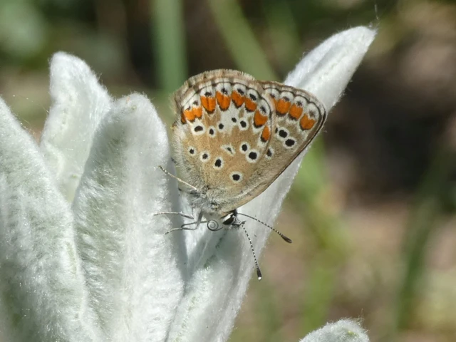 Aricia agestis - szerecsenboglárka