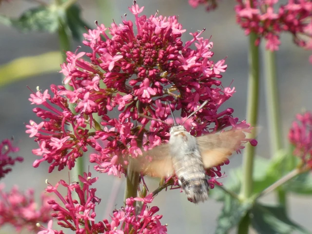 Macroglossum stellatarum - kacsafarkú szender