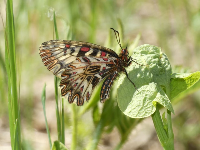 Zerynthia polyxena - farkasalmalepke