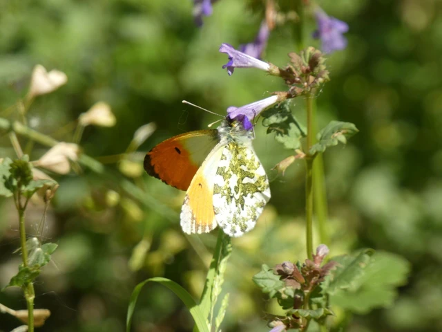 Anthocharis cardamines - hajnalpírlepke