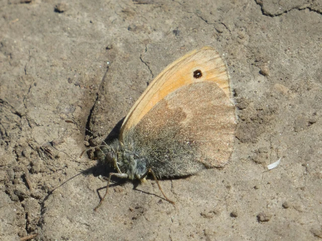 Coenonympha pamphilus - kis szénalepke