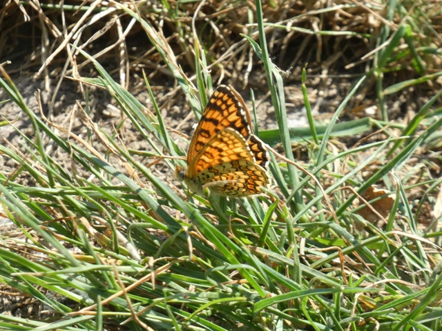 Melitaea phoebe - nagy tarkalepke