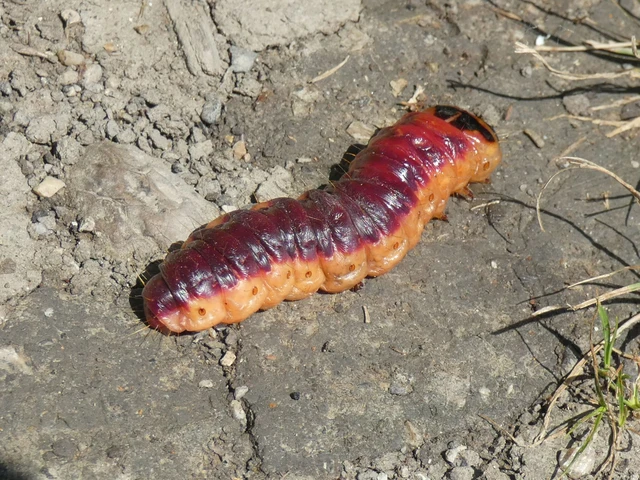 Cossus cossus - fűzfarontólepke
