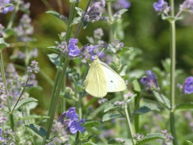 Pieris rapae - répalepke