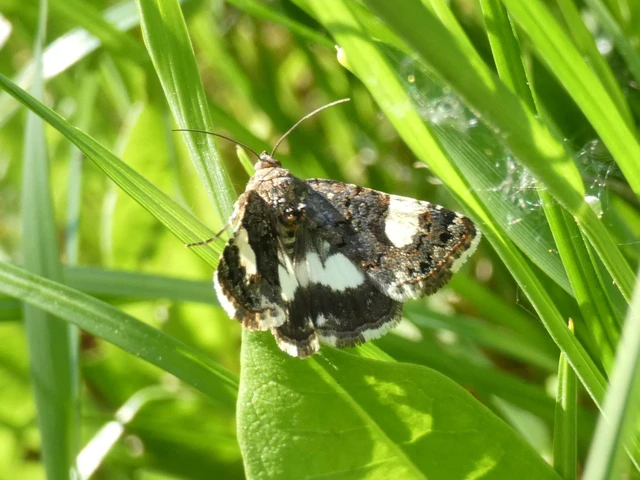 Tyta luctuosa - fekete nappalibagoly