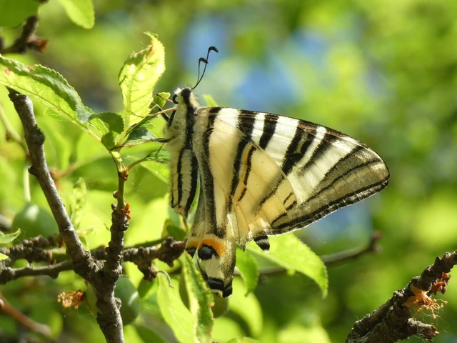 Iphiclides podalirius - kardoslepke