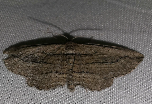 Horisme corticata - barna iszalagaraszoló