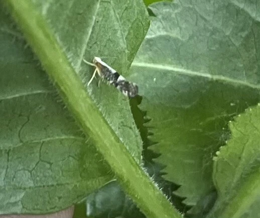 Argyresthia spinosella - kökényvirág-aranymoly