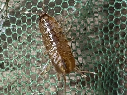 Isopoda - Ászkarákok