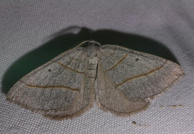 Scotopteryx mucronata/luridata/ignorata