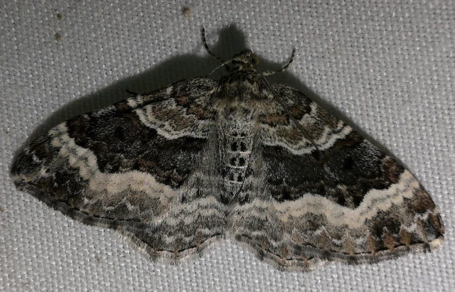 Epirrhoe alternata - galaj-tarkaaraszoló