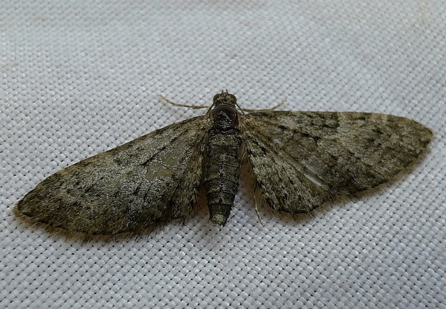 Eupithecia dodoneata - tölgy-törpearaszoló