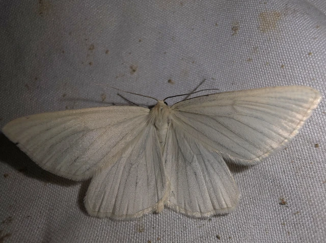 Siona lineata - vonalas fehéraraszoló