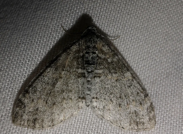 Lobophora halterata - szárnyfüggelékes araszoló