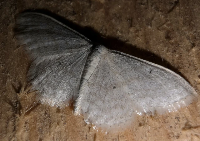 Idaea subsericeata - ötvonalas apróaraszoló