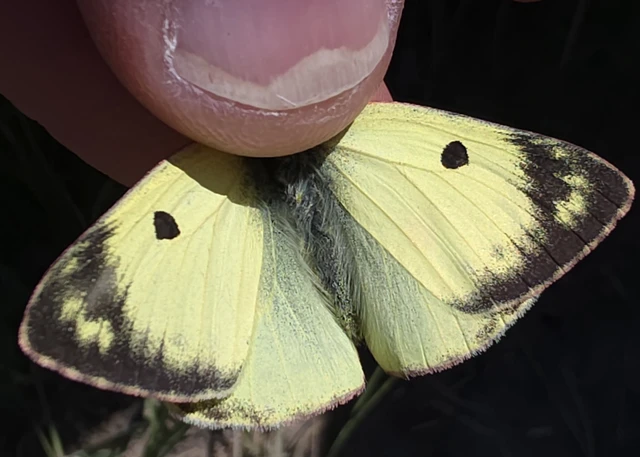 Colias hyale - kéneslepke