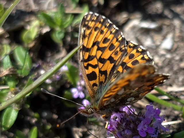 Boloria dia - kis gyöngyházlepke