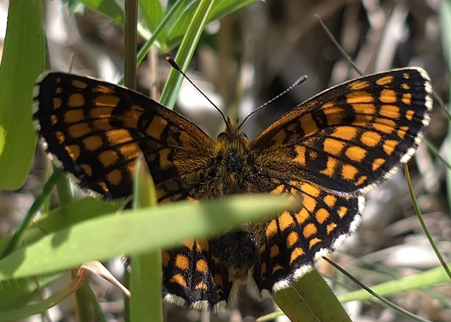 Melitaea athalia - közönséges tarkalepke
