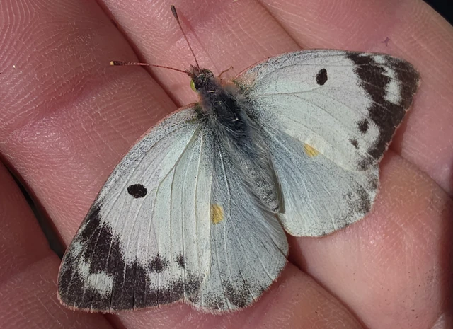 Colias alfacariensis - déli kéneslepke