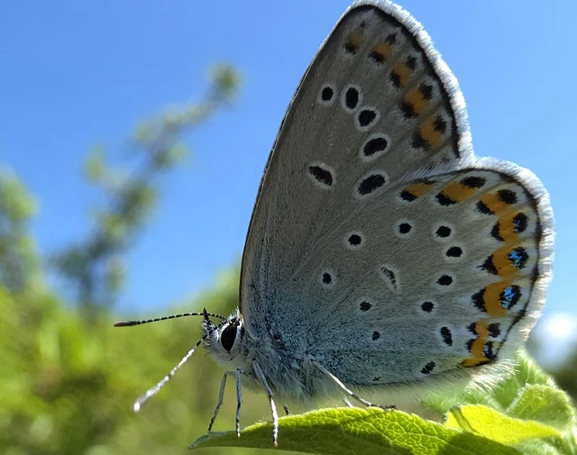 Plebejus argyrognomon - tintakék boglárka