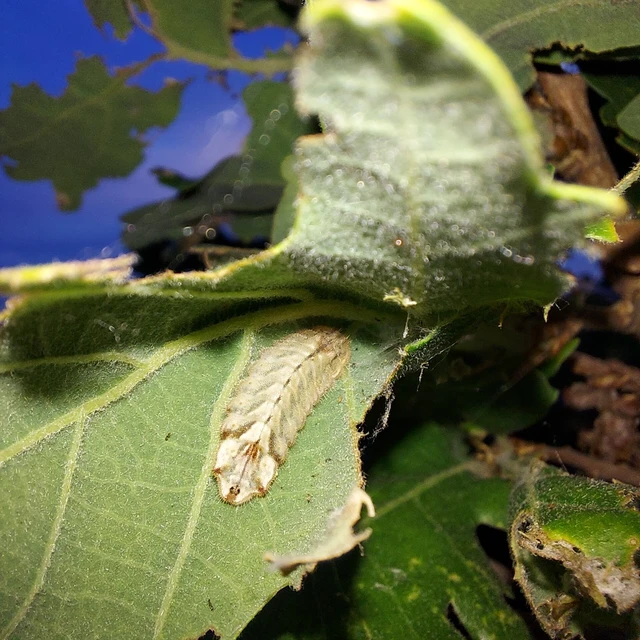 Neozephyrus quercus - tölgyfalepke