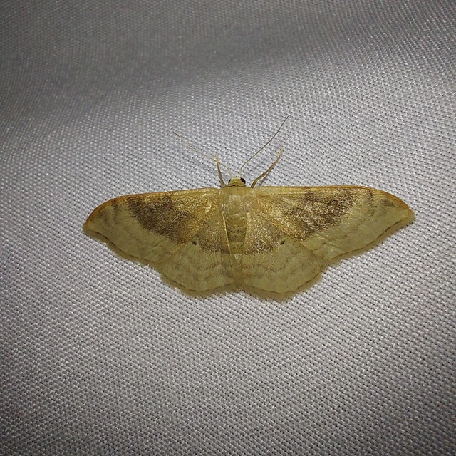 Idaea degeneraria - barnasávos araszoló