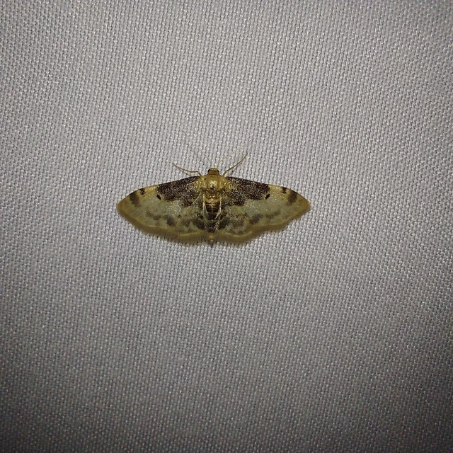 Idaea filicata - sötéttövű apróaraszoló